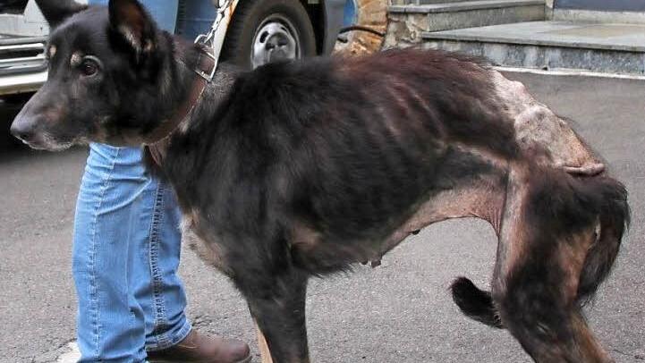 Schäferhündin Sophie befand sich in einem erbärmlichen Zustand, unmittelbar nachdem sie das Tierheim Wannigsmühle erreicht hat. Fotos: Archiv/Thomas Malz