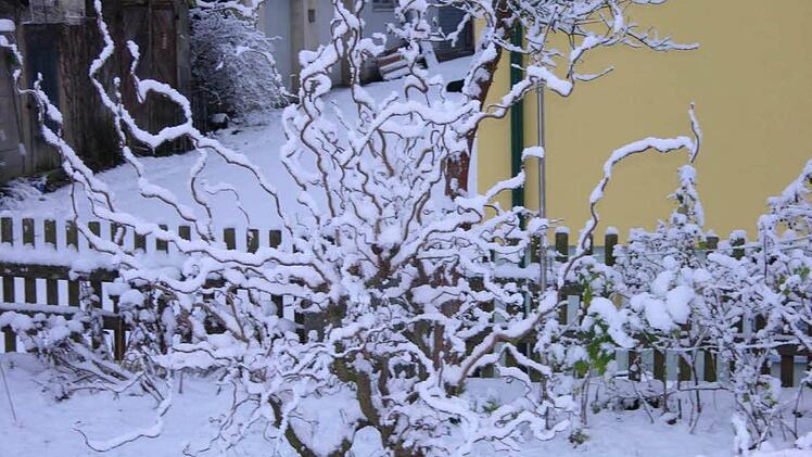 Die Korkenzieherhasel wird zur "Eisblume". Foto: Ernst Feldmann