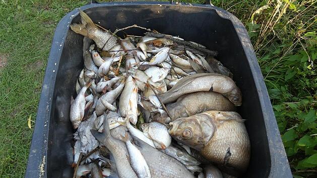 See in Unterfranken umgekippt: Beh&auml;lter mit einem Fassungsverm&ouml;gen von &uuml;ber 700 Liter sind voll mit toten Fischen. Foto: Christian Licha