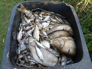 See in Unterfranken umgekippt: Behälter mit einem Fassungsvermögen von über 700 Liter sind voll mit toten Fischen. Foto: Christian Licha