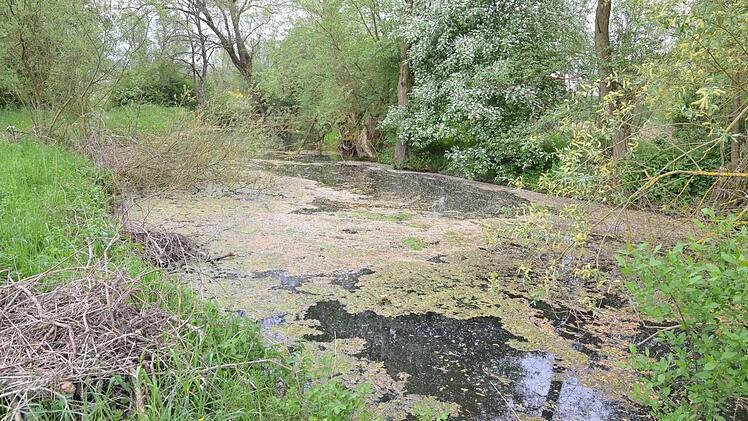 Im Altarm der Rodach steht das Wasser still. Der neu gebettete Fluss rauscht nicht weit davon vorbei. Fotos: Rainer Lutz