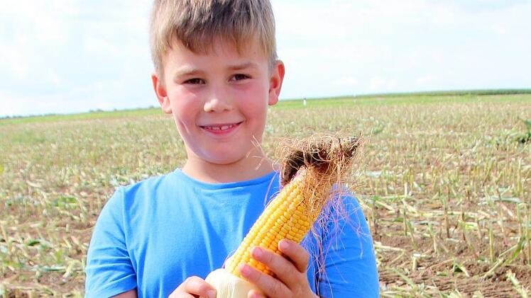 Leon, Enkel von Kreisbäuerin Heidi Bauersachs, hat einen noch intakten Maiskolben gefunden. Wird derzeit nur Mais im Ganzen gehäckselt, der siliert und mit Gras gemischt an Milchkühe verfüttert wird, werden die ganze Kolben später geerntet. Die Körner finden als Schweinefutter Verwendung.  Foto: Bettina Knauth