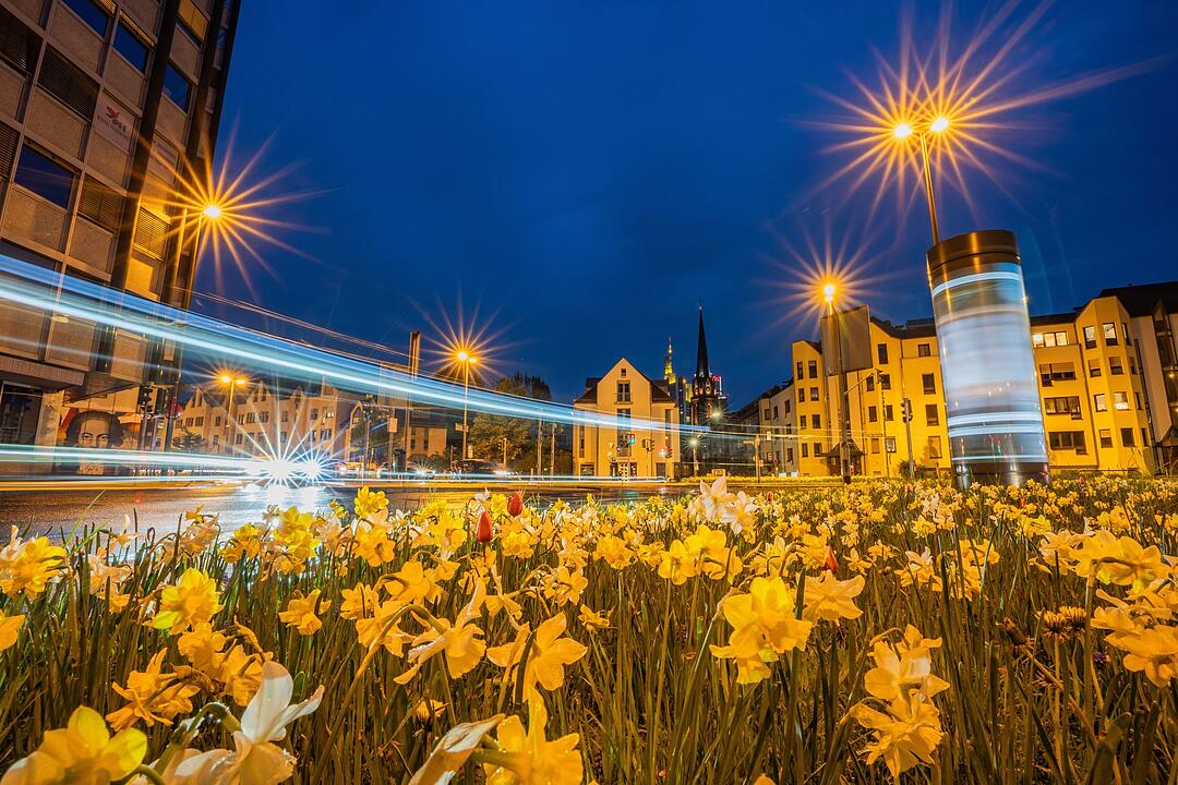 Fr&uuml;hlingsbl&uuml;her zur Blauen Stunde