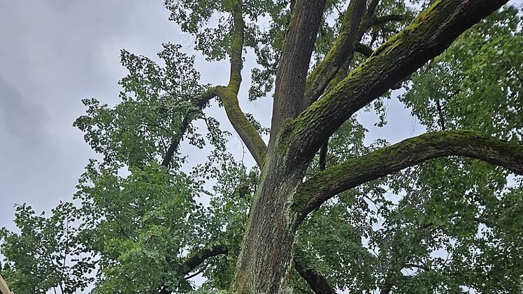 Marktrodach von Unwetter gebeutelt - verwüstete Friedhöfe, umgestürzte Bäume, geschlossenes Freibad