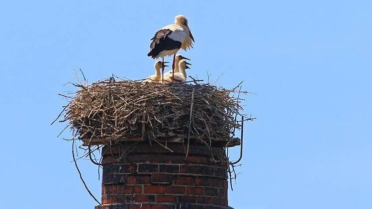 Die Meschenbacher Störche werden immer wieder von Artgenossen attackiert, verteidigen ihre drei Jungvögel aber erfolgreich. Foto: Hans-Peter Schönecker