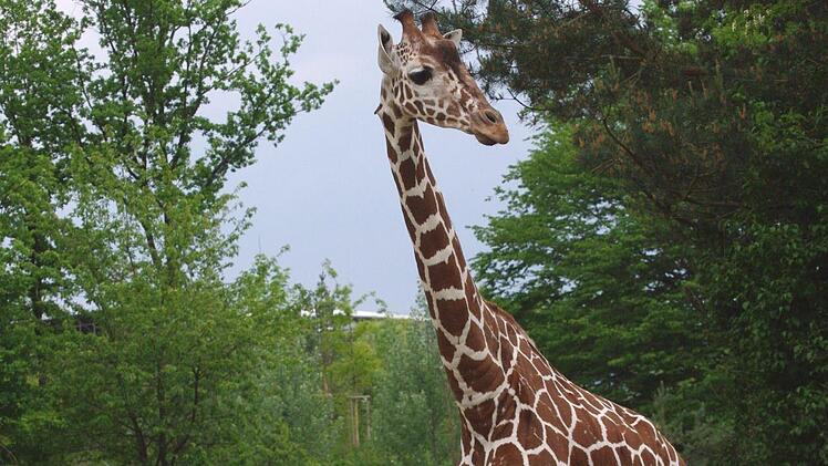 Giraffe "Leon" aus dem Tiergarten N&uuml;rnberg ist gestorben. Pfleger fanden das Tier tot in seinem Stall auf. Foto: Helmut M&auml;gdefrau/Tiergarten N&uuml;rnberg
