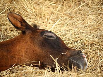 Unfall auf A93 bei Rehau: Ein BMW-Fahrer fuhr am Sonntagabend auf ein Auto mit Pferdeanh&auml;nger auf, in dem sich ein Fohlen befand. Bei dem Unfall wurde das Pferd verletzt. Symbolfoto: rihaij/pixabay.com