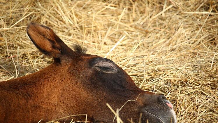 Unfall auf A93 bei Rehau: Ein BMW-Fahrer fuhr am Sonntagabend auf ein Auto mit Pferdeanh&auml;nger auf, in dem sich ein Fohlen befand. Bei dem Unfall wurde das Pferd verletzt. Symbolfoto: rihaij/pixabay.com