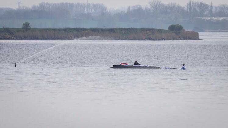 Rettungsaktion f&uuml;r den Buckelwal