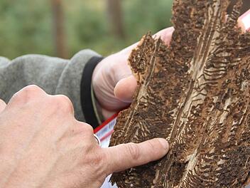 Das Brutbild des Buchdruckers, eine Borkenkäferart, erinnert an die Zeilen eines aufgeschlagenen Buches. Foto: Gerda Völk