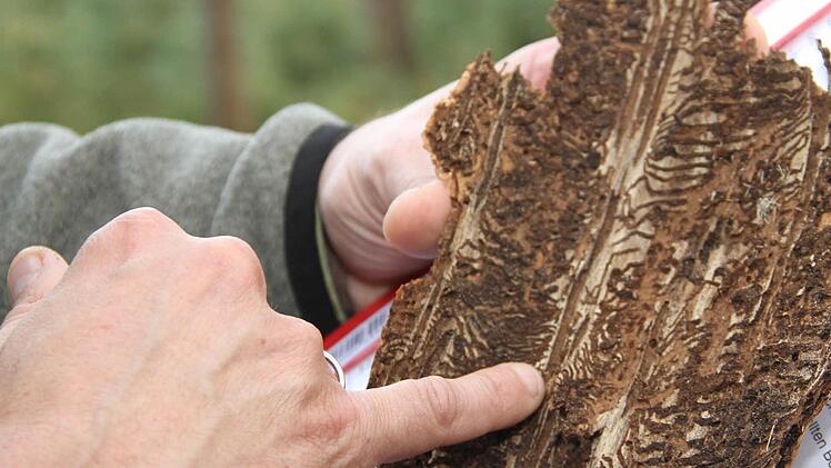 Das Brutbild des Buchdruckers, eine Borkenkäferart, erinnert an die Zeilen eines aufgeschlagenen Buches. Foto: Gerda Völk