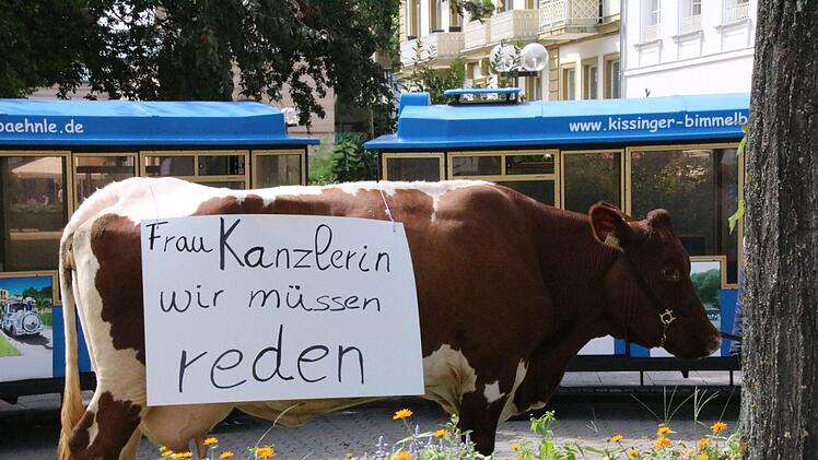 Kuh Cilly will am Freitag die Kanzlerin treffen. Landwirt Alfred Greubel aus Elfershausen führte sie schon mal zur Probe durch die Bad Kissinger Innenstadt. Foto: Ralf Ruppert