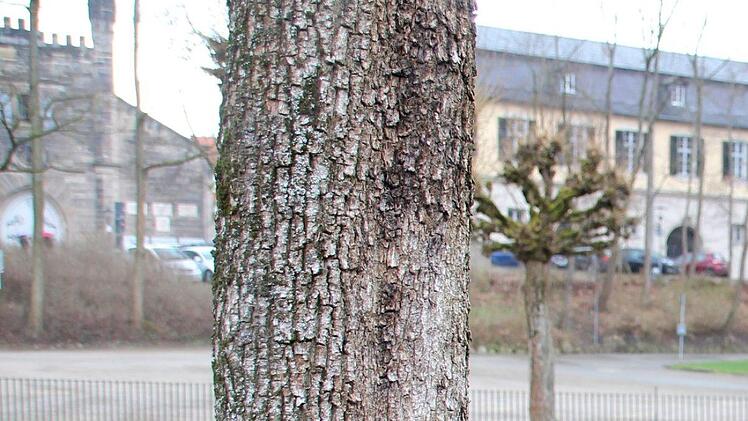 Fast an jedem Baum finden sich größere Schäden. Foto: Ulrike Nauer