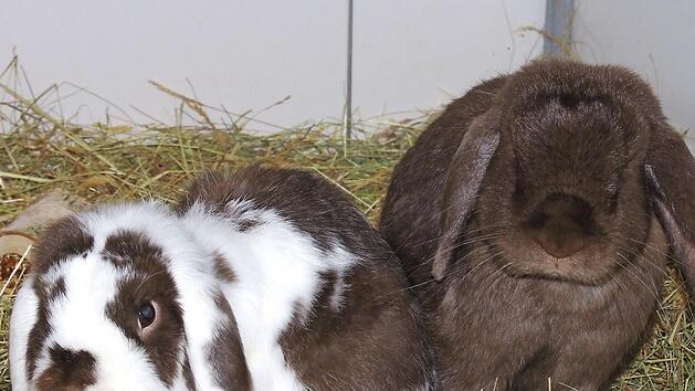 Kiro (links) und Kr&uuml;mel in ihrem Element Foto: Tierheim