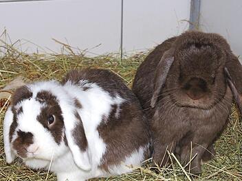 Kiro (links) und Kr&uuml;mel in ihrem Element Foto: Tierheim