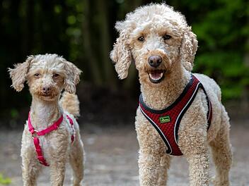 Tierheim Ansbach: "Waren durcheinander und verunsichert" - Krauti und Wuschel wurden einfach ausgesetzt