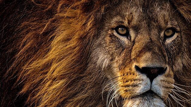 In manchen Bundesl&auml;ndern darf man sich sogar einen L&ouml;wen als Haustier halten. Symbolbild: Alexas Fotos/pexels.com