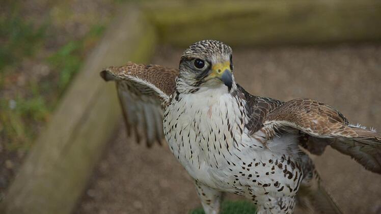 Der Falke Aragron aus dem Jagdfalkenhof im Schloss Tambach war schon der Seite des Schauspielers Sky du Mont zu sehen. Foto: Gabi Arnold