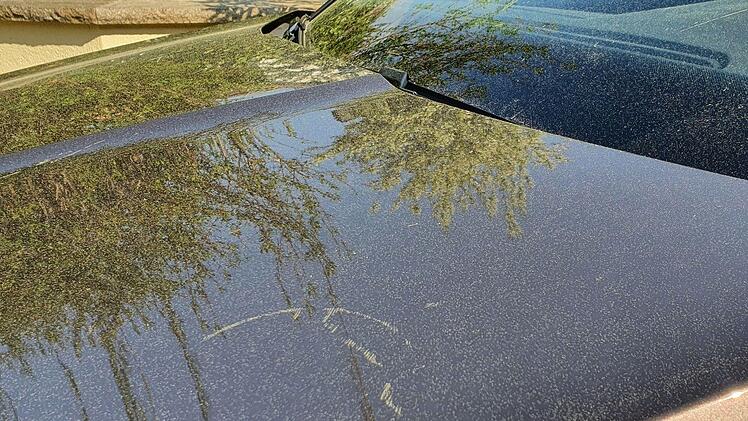 Fichtenpollen auf dem Auto Foto: Christine Fischer