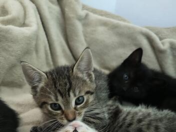Katzen-Babys Nürnberg