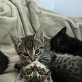 Katzen-Babys Nürnberg
