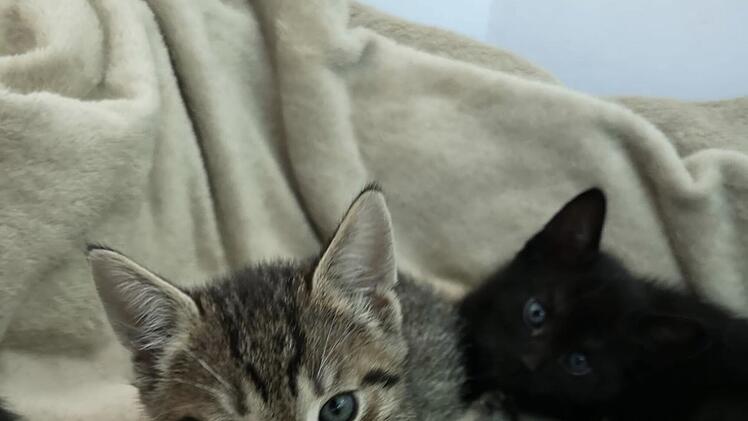 Katzen-Babys Nürnberg