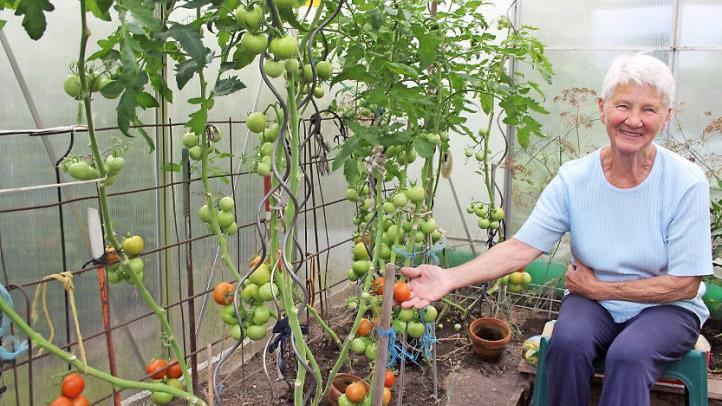 Ingrid Roß hat heuer Tomaten ohne Ende geerntet.  Foto: Andreas Dorsch