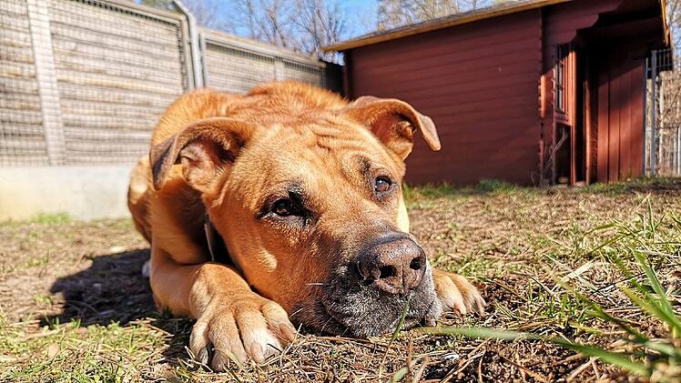 Tierheim Nürnberg: Hund Charly will "letzte Sonnenstrahlen" woanders genießen