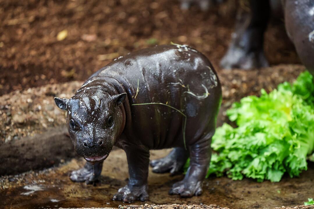 Nachwuchs bei den Zwergflusspferden im Duisburger Zoo