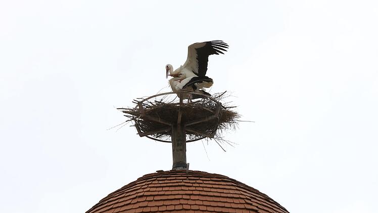 Vor wenigen Tagen sind wieder Störche auf dem Mönchsturm gelandet. Foto: Christian Fenn