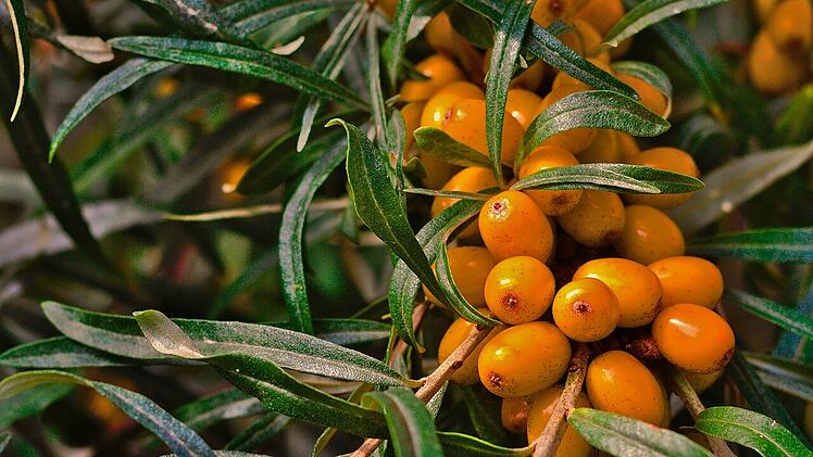 Sanddornbeeren enthalten viel Vitamin C