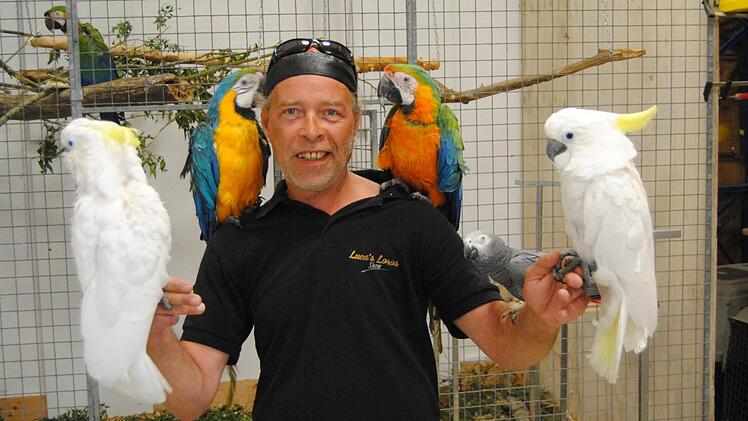 Andreas Hermanns und seine Papageien haben keine Ber&uuml;hrungs&auml;ngste. Am Sonntag, 28. Mai, sind sie um 16 Uhr in Hammelburg zu sehen. Foto: Wolfgang D&uuml;nnebier