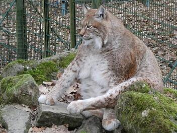 Luchs Rufus hat definitiv ein paar Kilo zu viel auf den Rippen. Leser-Foto: Jost Kessler