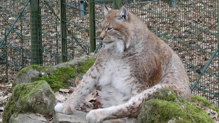 Luchs Rufus hat definitiv ein paar Kilo zu viel auf den Rippen. Leser-Foto: Jost Kessler
