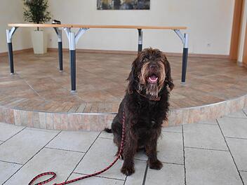 Hund und Halter sind am Mittwoch in den            Kulturraum beim Gundelsheimer Rathaus eingeladen.Foto: Ronald Rinklef