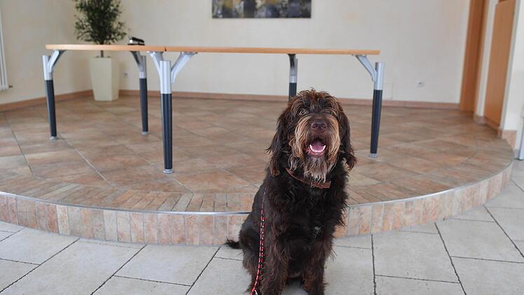 Hund und Halter sind am Mittwoch in den            Kulturraum beim Gundelsheimer Rathaus eingeladen.Foto: Ronald Rinklef