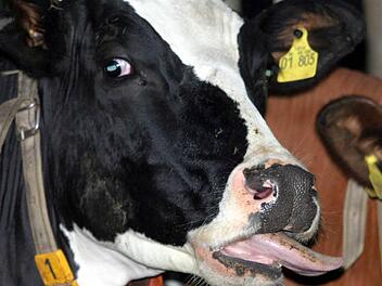 Ein Rind sorgte am Freitag in Aschaffenburg f&uuml;r ein Verkehrschaos. Symbolbild: Ralf Roeger/dpa