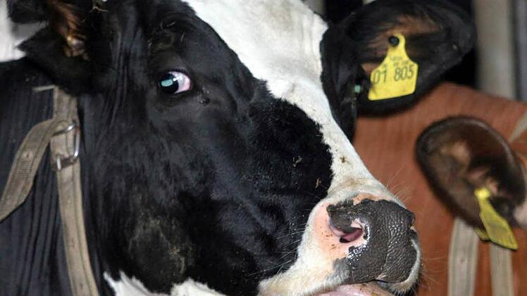 Ein Rind sorgte am Freitag in Aschaffenburg f&uuml;r ein Verkehrschaos. Symbolbild: Ralf Roeger/dpa