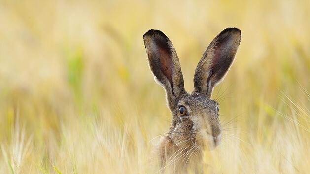 In Coburg ist bei einem Hasen die Hasenpest festgestellt worden. Die Krankheit kann auch auf Menschen &uuml;bertragen werden. Symbolfoto: Ana Gram/Adobe Stock