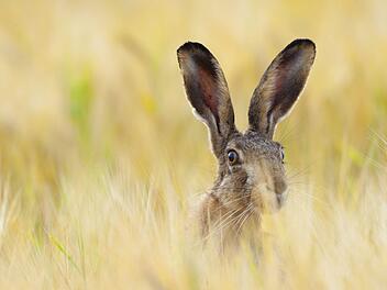 In Coburg ist bei einem Hasen die Hasenpest festgestellt worden. Die Krankheit kann auch auf Menschen &uuml;bertragen werden. Symbolfoto: Ana Gram/Adobe Stock