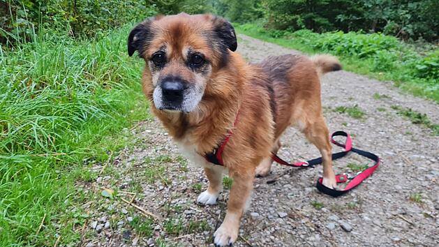 Tierheim Nürnberg: Not-OP rettete Hund Tommy das Leben - nun hofft er auf ein Happy End