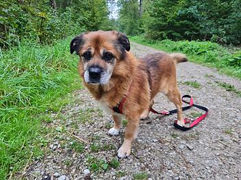 Tierheim N&uuml;rnberg: Not-OP rettete Hund Tommy das Leben - nun hofft er auf ein Happy End