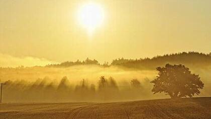 Morgenstimmung bei Zeublitz: Rechts im Bild sieht man eine jahrhundertealte Eiche, ein Naturdenkmal von Zeublitz. Foto: Harald Koch