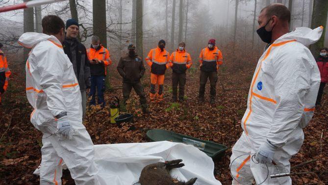 Übung, um für Fälle von Afrikanischer Schweinepest (ASP) gerüstet zu  sein. Foto: Marion Eckert
