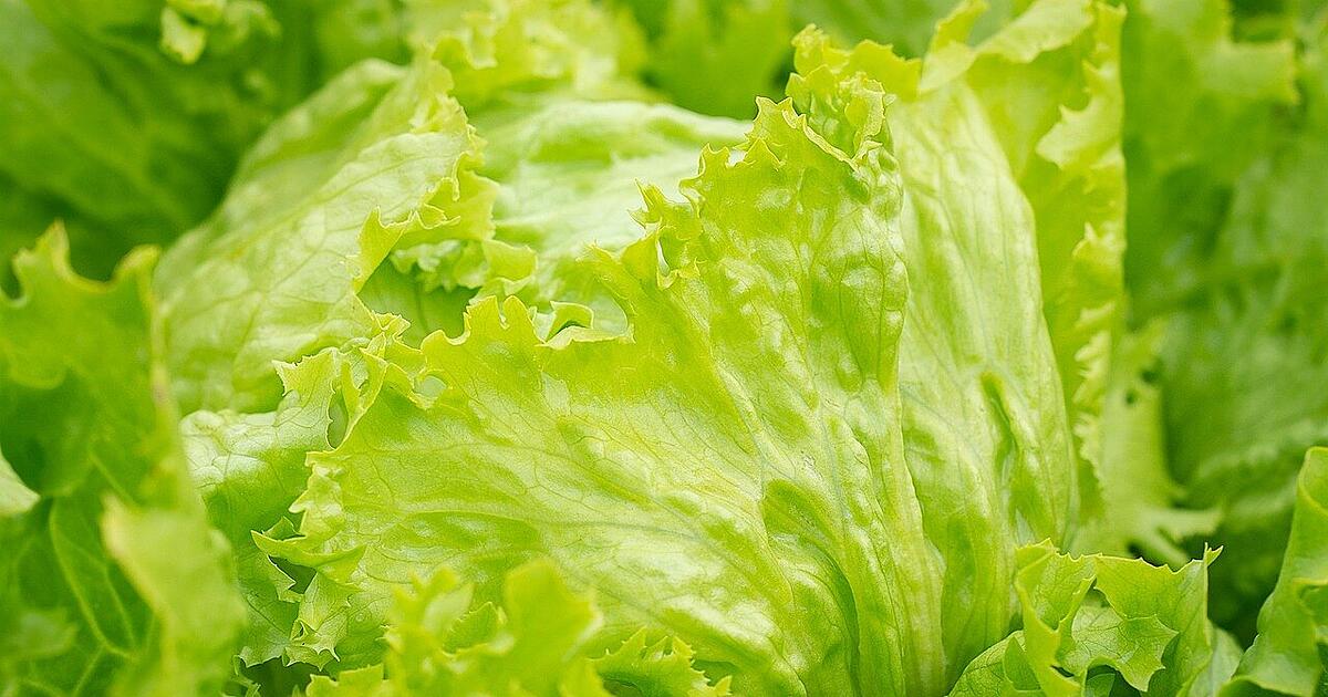 Clever trick: How to keep salad fresh for longer