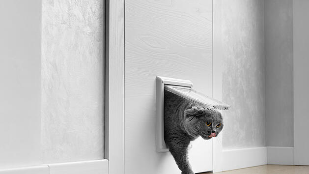 Katze, Katzenklappe, Mietrecht, Miete, Genehmigung