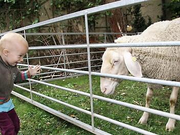 Der kleinen Steffi hat es besonders das Schaf angetan.