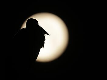 Vollmond
