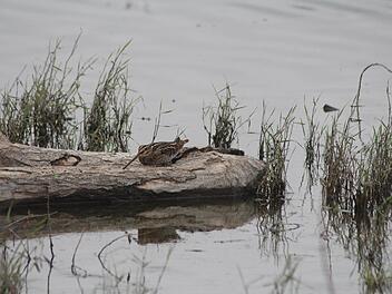 Die Gegend um Großwenkheim ist eines der letzten Gebiete, in denen im Landkreis die Bekassine heimisch ist. Matthias Franz
