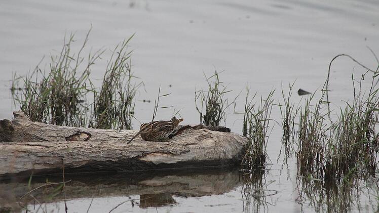 Die Gegend um Großwenkheim ist eines der letzten Gebiete, in denen im Landkreis die Bekassine heimisch ist. Matthias Franz